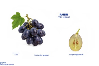 Fruit de la Vigne (raisin)